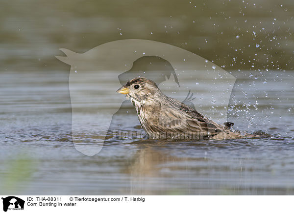 Corn Bunting in water / THA-08311