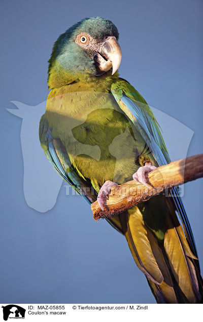 Gebirgsara / Coulon's macaw / MAZ-05855