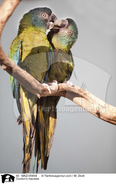 Gebirgsaras / Coulon's macaws / MAZ-05858