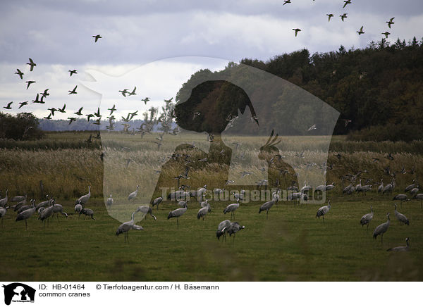 Kraniche / common cranes / HB-01464