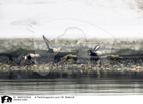 Prachteiderente / crested eider / MAW-02004