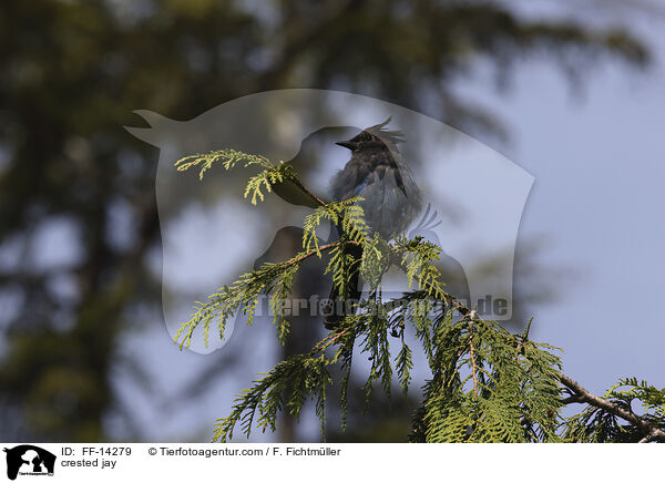 crested jay / FF-14279