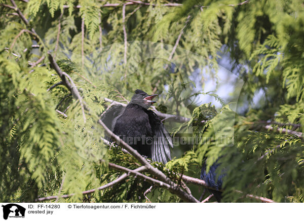 crested jay / FF-14280