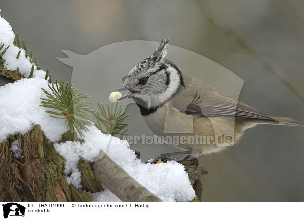 Haubenmeise / crested tit / THA-01999