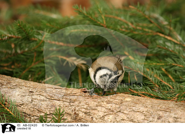 Haubenmeise / crested tit / AB-02420