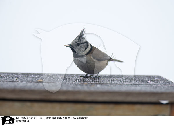 Haubenmeise / crested tit / WS-04319