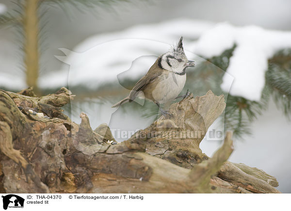 Haubenmeise / crested tit / THA-04370