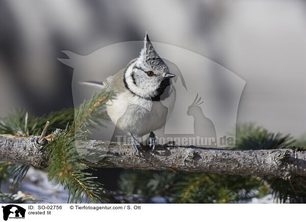 Haubenmeise / crested tit / SO-02756