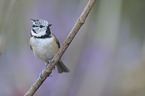 crested tit