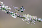 crested tit