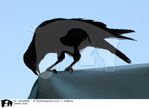Rabenkrhe / carrion crow / JH-02569