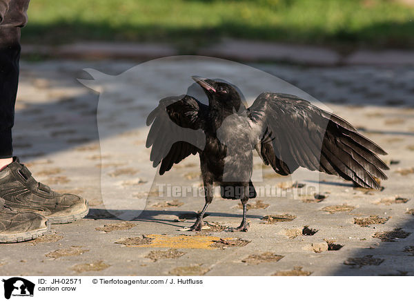 Rabenkrhe / carrion crow / JH-02571