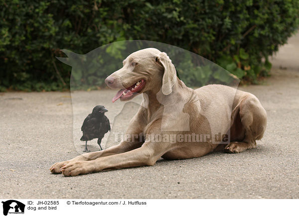 Hund und Vogel / dog and bird / JH-02585