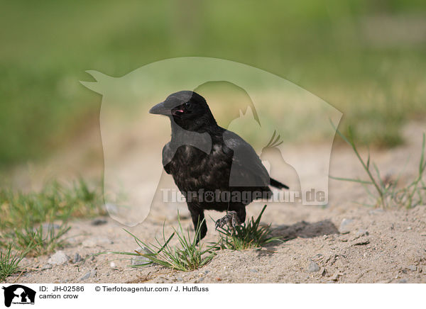 Rabenkrhe / carrion crow / JH-02586