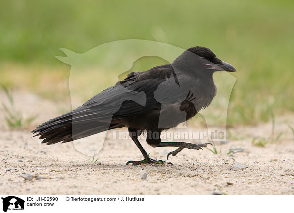 Rabenkrhe / carrion crow / JH-02590