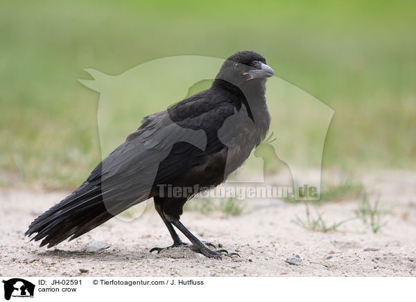 Rabenkrhe / carrion crow / JH-02591