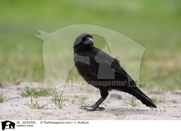 Rabenkrhe / carrion crow / JH-02592