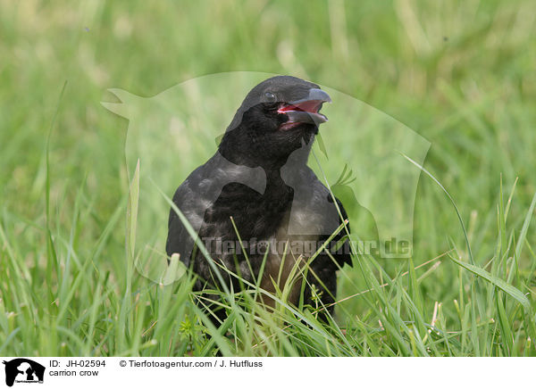 carrion crow / JH-02594