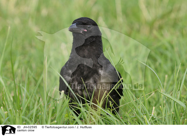 Rabenkrhe / carrion crow / JH-02595