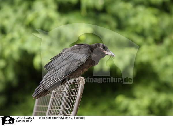 carrion crow / JH-02596