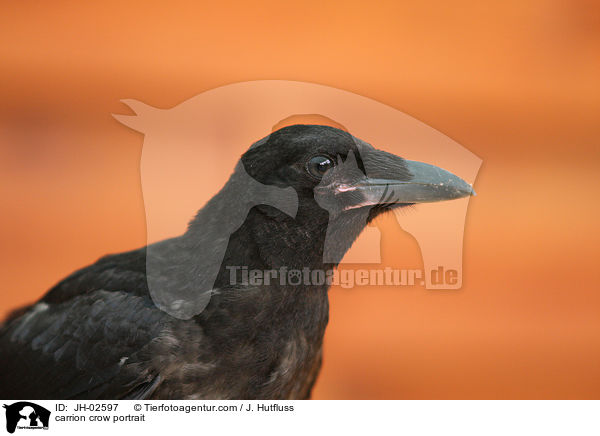 carrion crow portrait / JH-02597