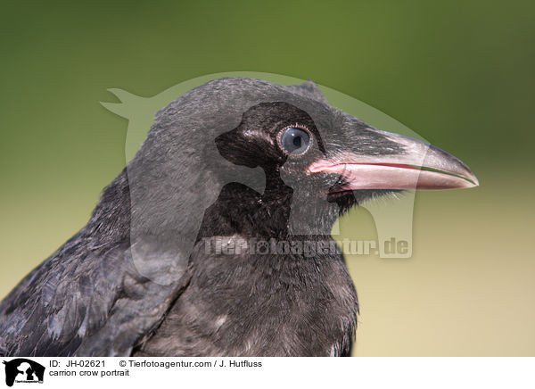 Rabenvogel Portrait / carrion crow portrait / JH-02621