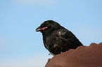 carrion crow