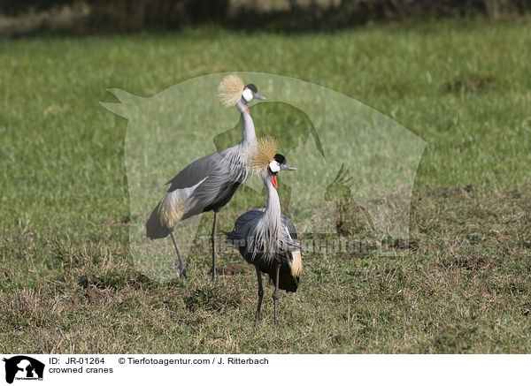 Kronenkraniche / crowned cranes / JR-01264