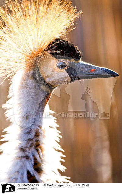 Kronenkranich / crowned crane / MAZ-02093