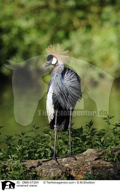 crowned crane / DMS-07264