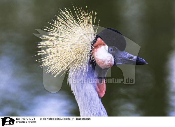 crowned crane / HB-01724