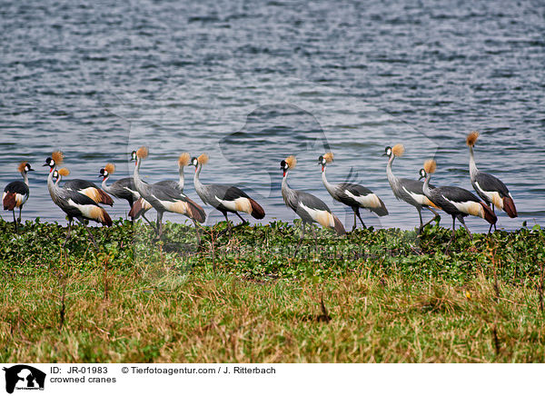 crowned cranes / JR-01983