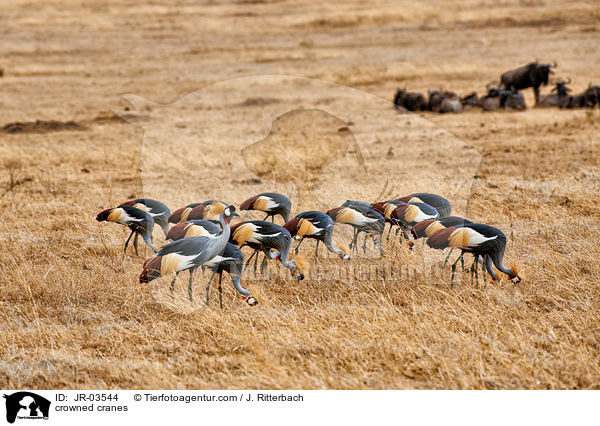 crowned cranes / JR-03544