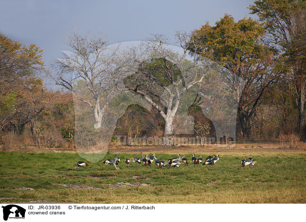 crowned cranes / JR-03936