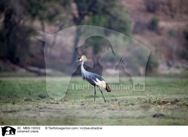 crowned crane / MBS-19002