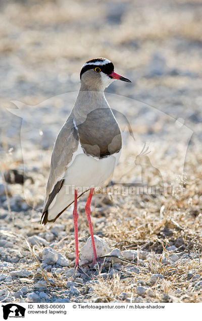 Kronenkiebitz / crowned lapwing / MBS-06060