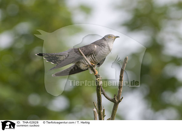 Kuckuck / common cuckoo / THA-02828