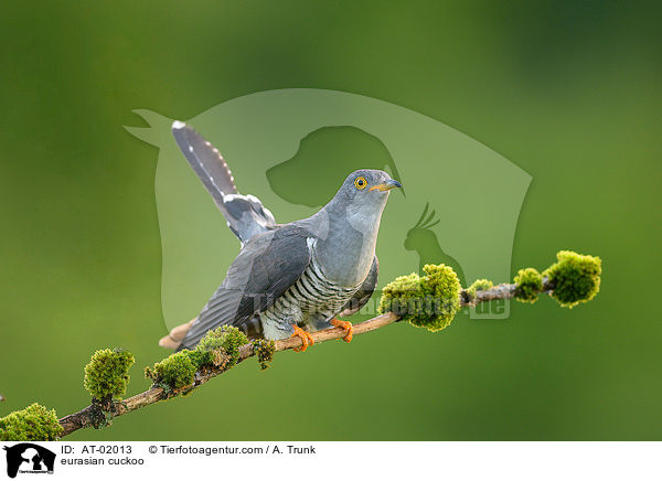 Kuckuck / eurasian cuckoo / AT-02013