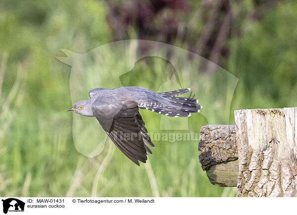 Kuckuck / eurasian cuckoo / MAW-01431