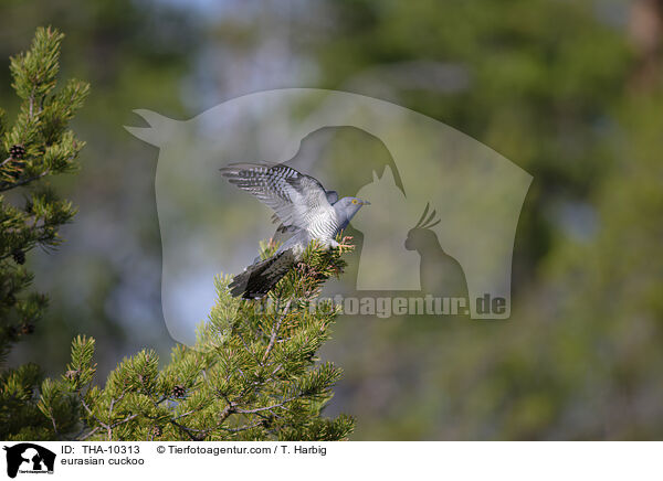 Kuckuck / eurasian cuckoo / THA-10313