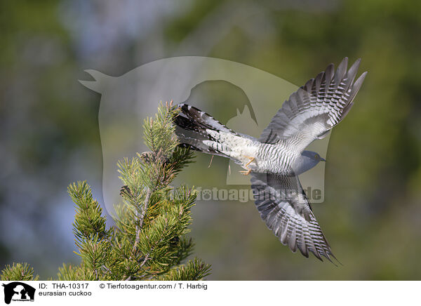 Kuckuck / eurasian cuckoo / THA-10317