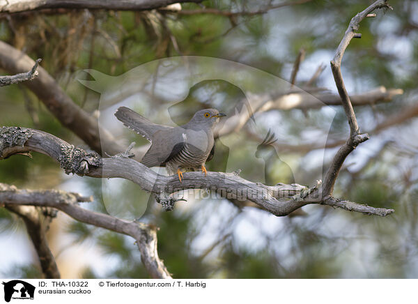 Kuckuck / eurasian cuckoo / THA-10322