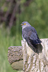 eurasian cuckoo