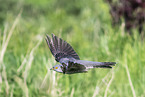 eurasian cuckoo