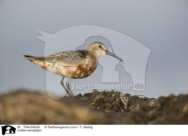 curlew sandpiper / THA-04629