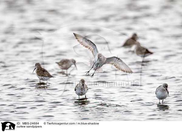 Sichelstrandlufer / curlew sandpipers / MBS-24684