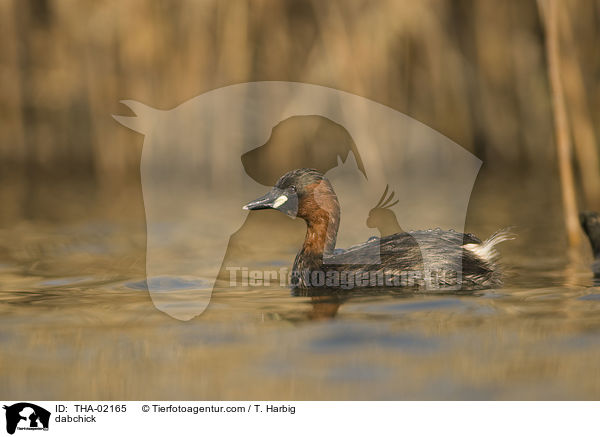 Zwergtaucher / dabchick / THA-02165