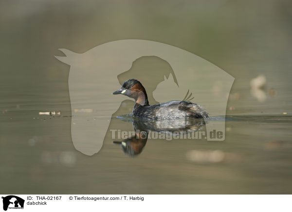 Zwergtaucher / dabchick / THA-02167