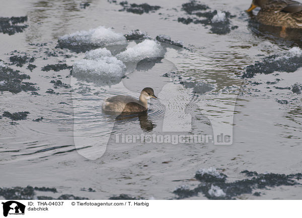 Zwergtaucher / dabchick / THA-04037