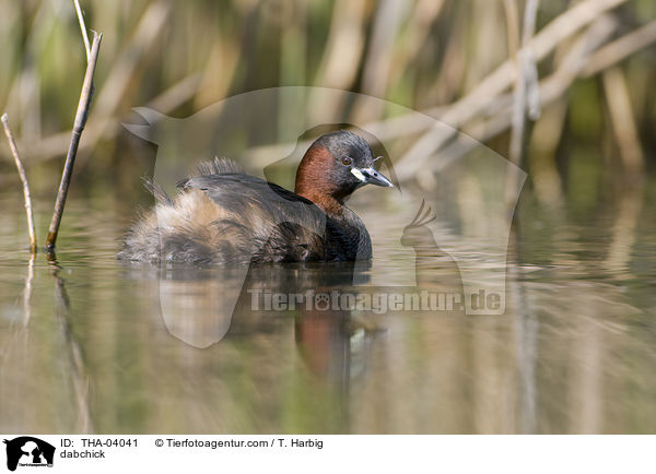 Zwergtaucher / dabchick / THA-04041